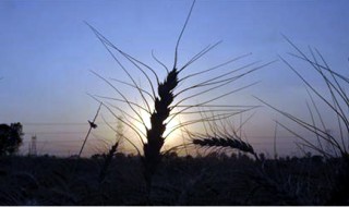 Los cultivos ahora predominantes en las dietas en todo el mundo incluyen algunos que ya eran importantes medio siglo atrás, como el trigo, el arroz, el maíz y la papa. EFE/Archivo