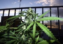 Según el diario The New York Times la legalización federal dejaría en manos de los estados el permitir la producción y uso de la sustancia con fines terapéuticos o recreativos. EFE/Archivo